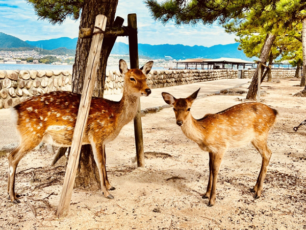 宮島の鹿